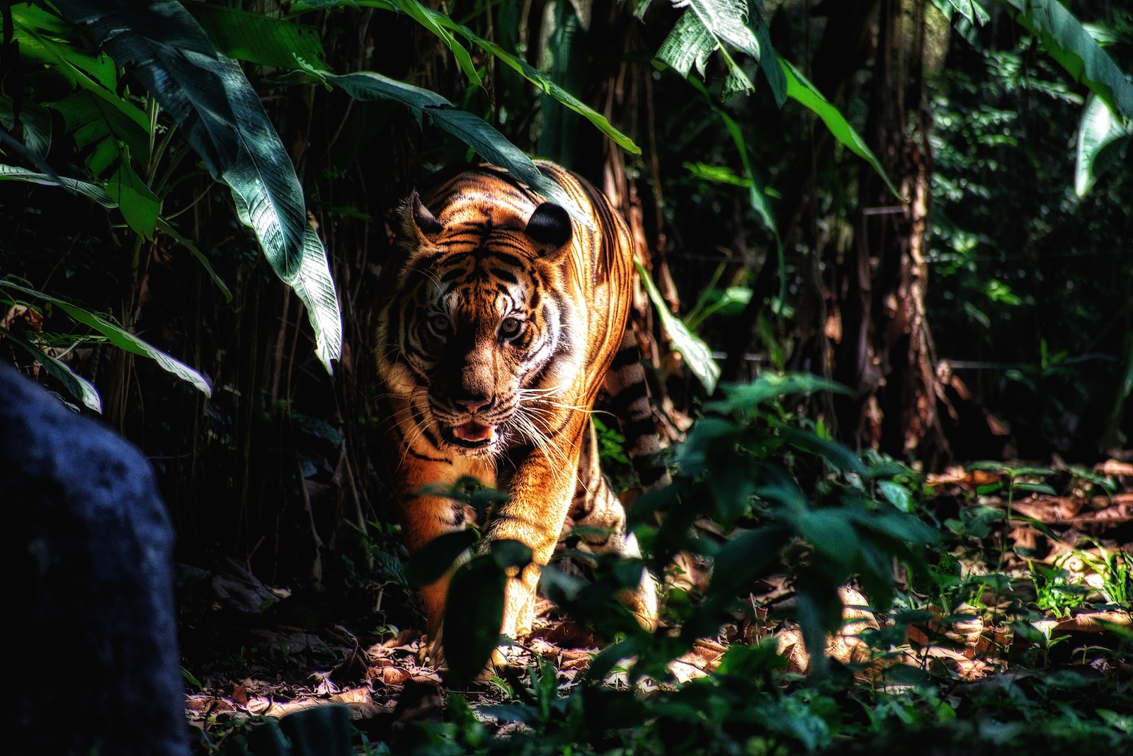 selective focus photography of walking brown tiger beside plants